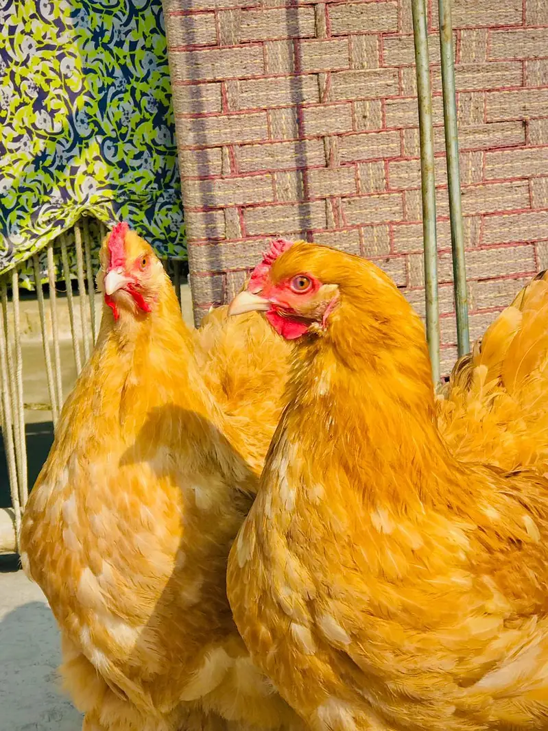 Golden buff hen's for sale / and eggs — photo 8