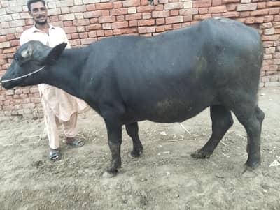 joti for sale