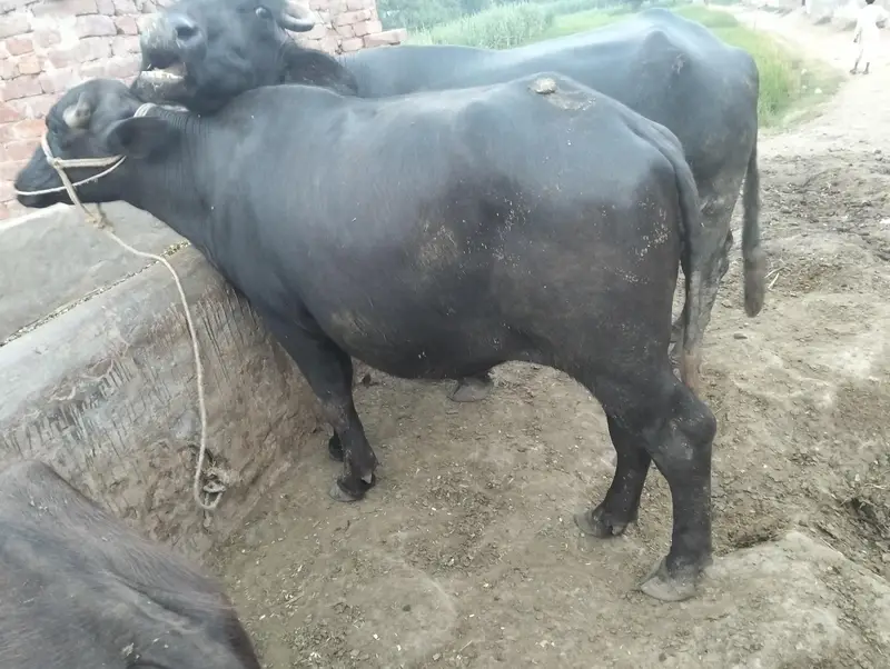 joti for sale — photo 3