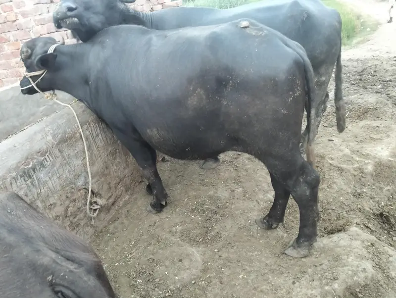 joti for sale — photo 4