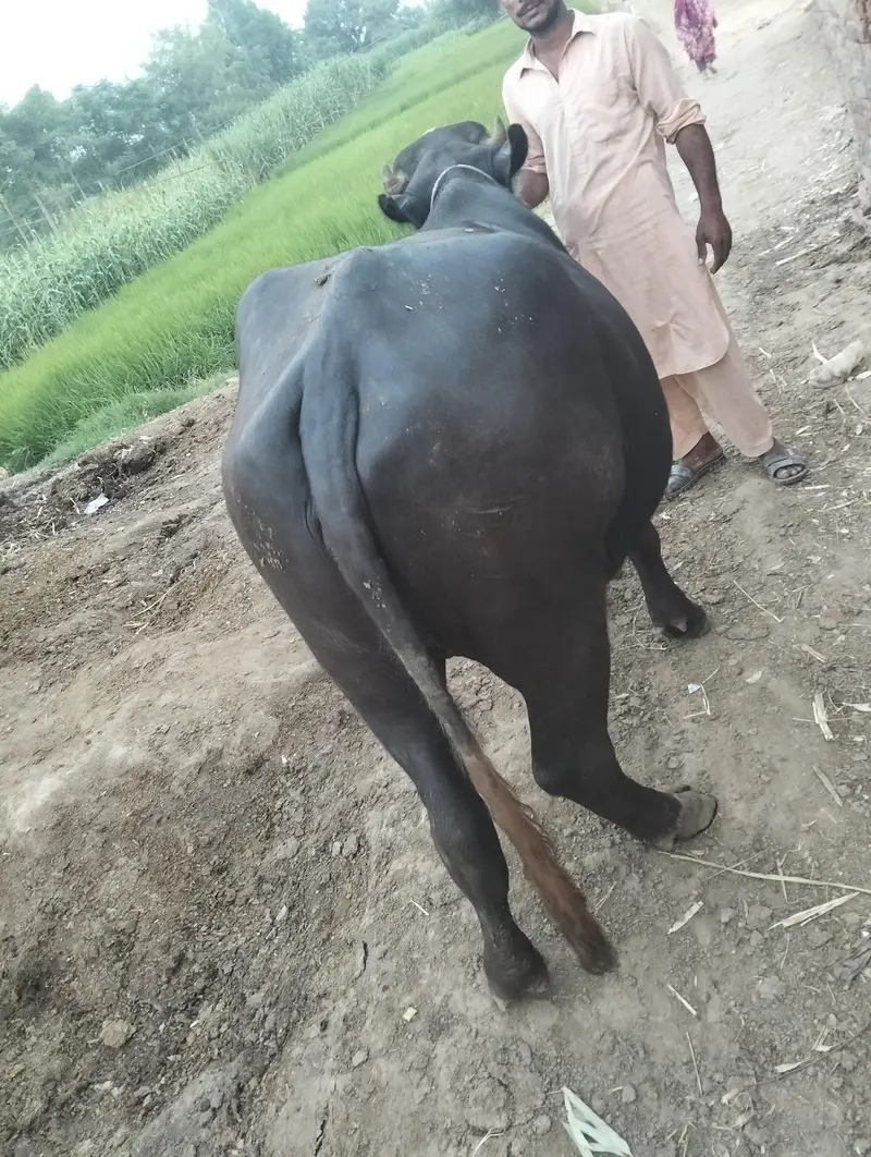 joti for sale — photo 5