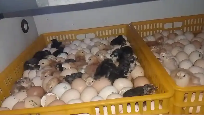 incubator | 528 eggs incubator | fully automatic incubator | eggs hatc — photo 3