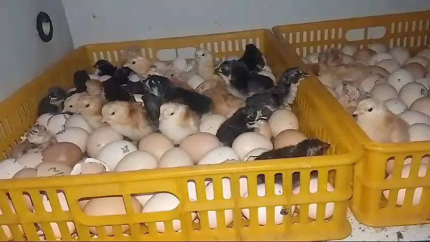 incubator | 528 eggs incubator | fully automatic incubator | eggs hatc — photo 4