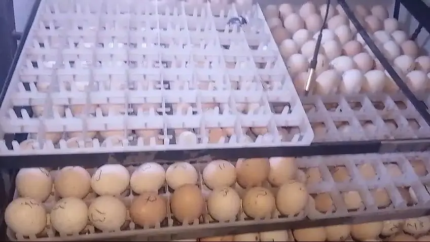 incubator | 528 eggs incubator | fully automatic incubator | eggs hatc — photo 5