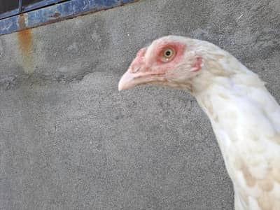 2 female hai sale walie nali wahite hai eyes b paper white hera female