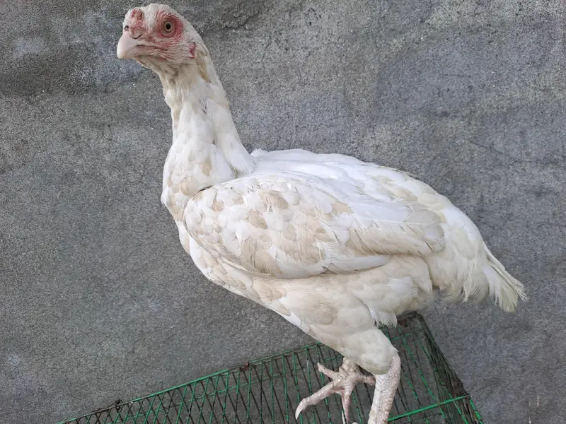 2 female hai sale walie nali wahite hai eyes b paper white hera female — photo 2