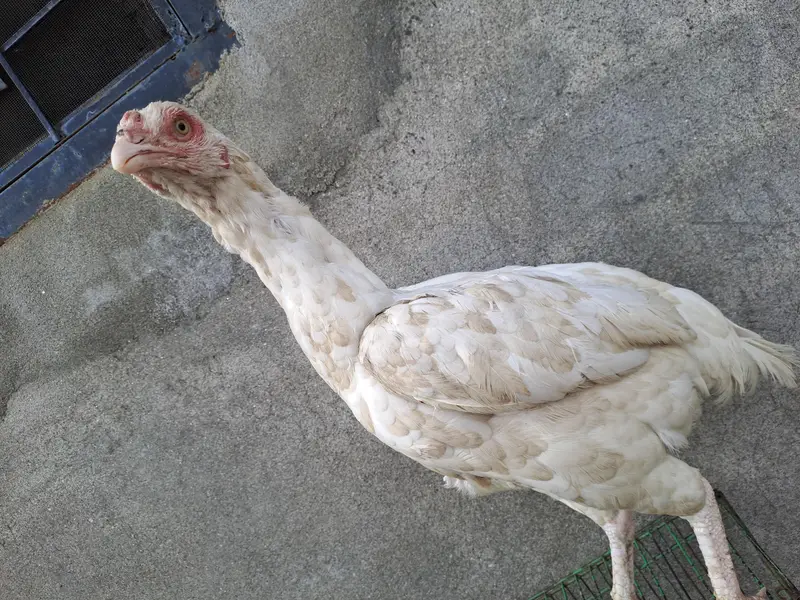 2 female hai sale walie nali wahite hai eyes b paper white hera female — photo 4
