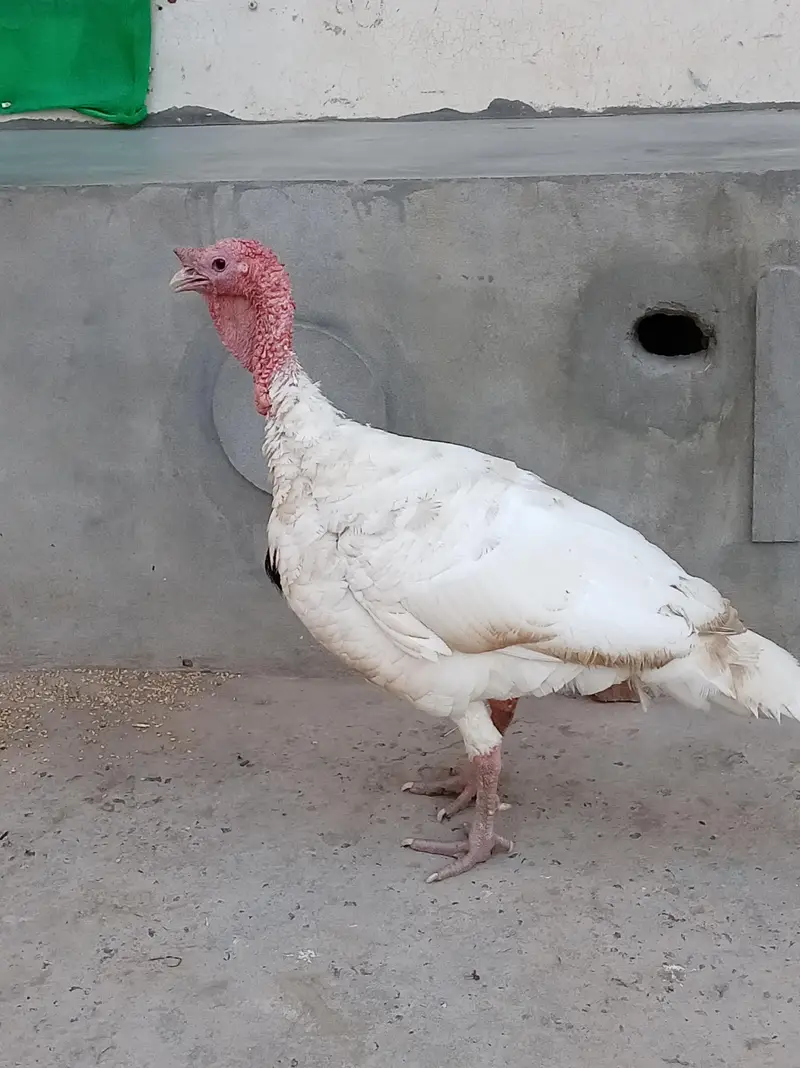 Breeder fair — photo 5