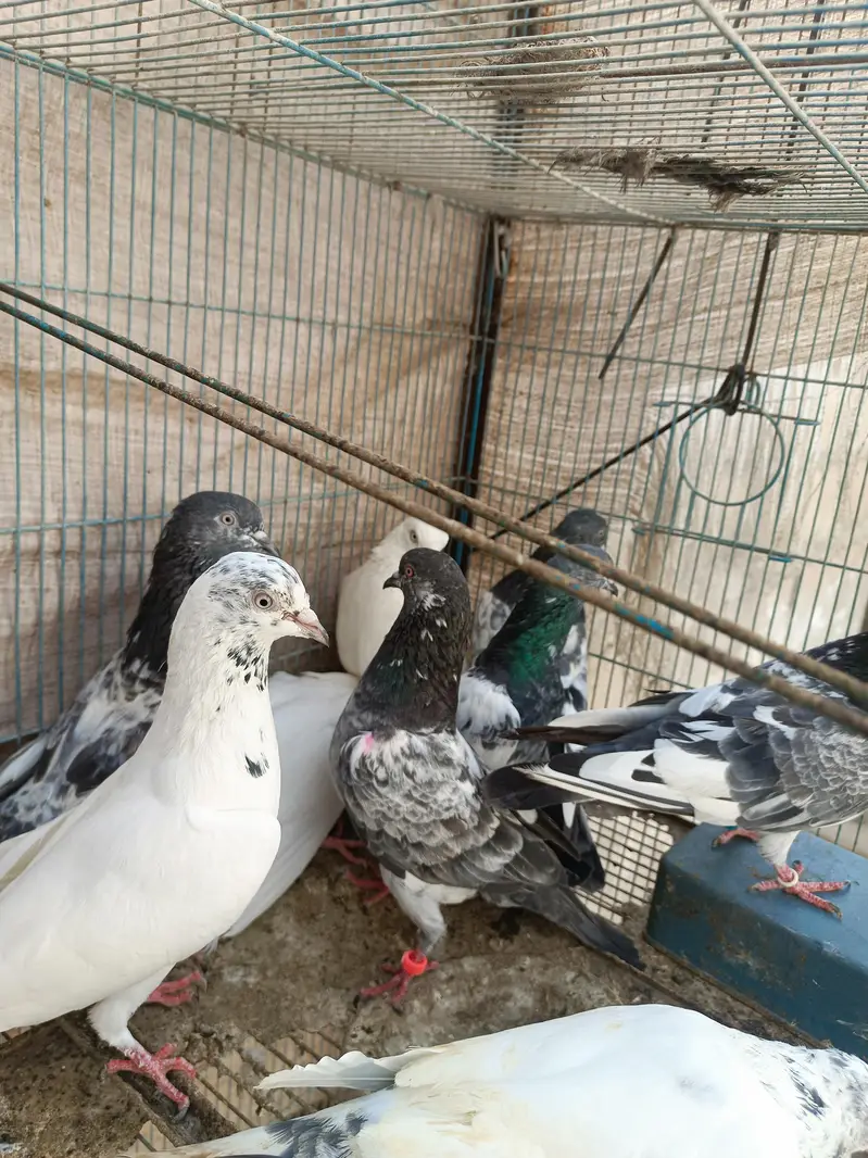 mix pegion — photo 7