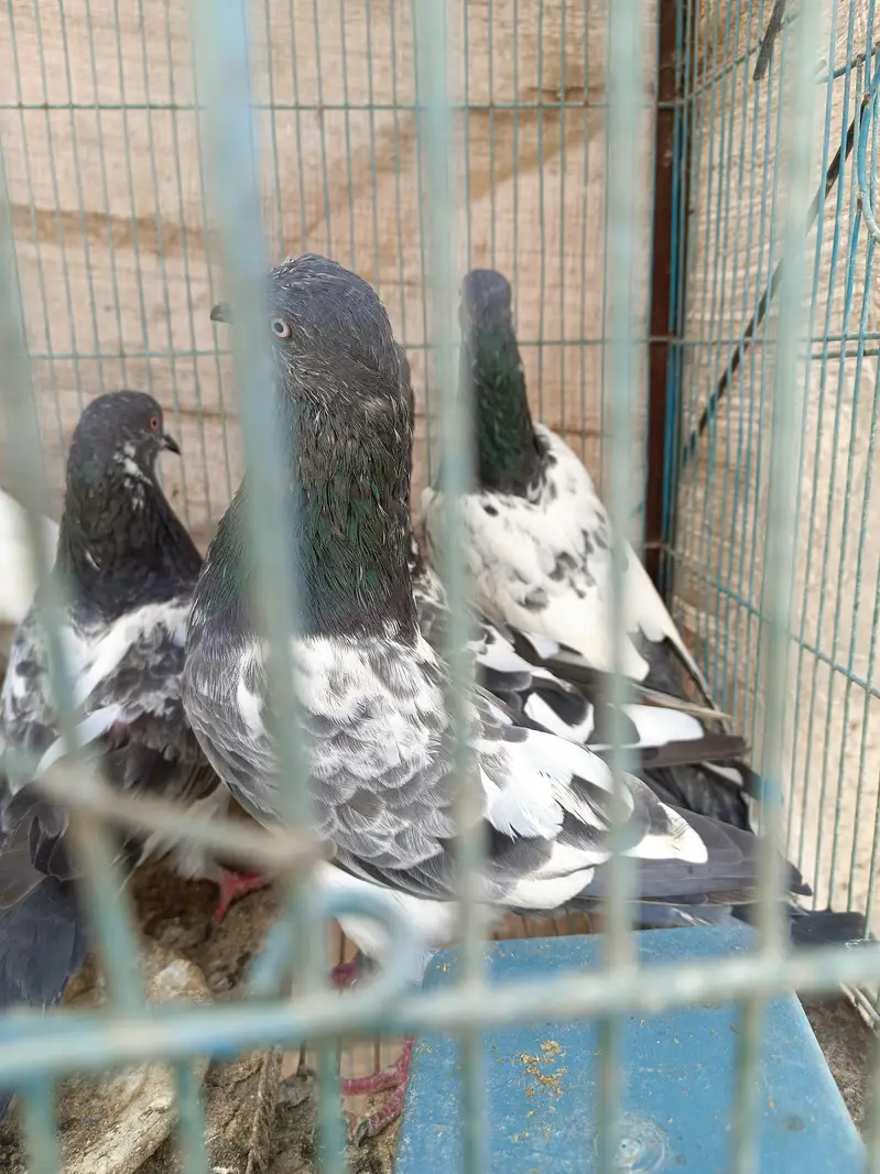 mix pegion — photo 8