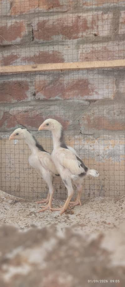 Japanese and Black shamo chicks for sale Rs, 6500 pair