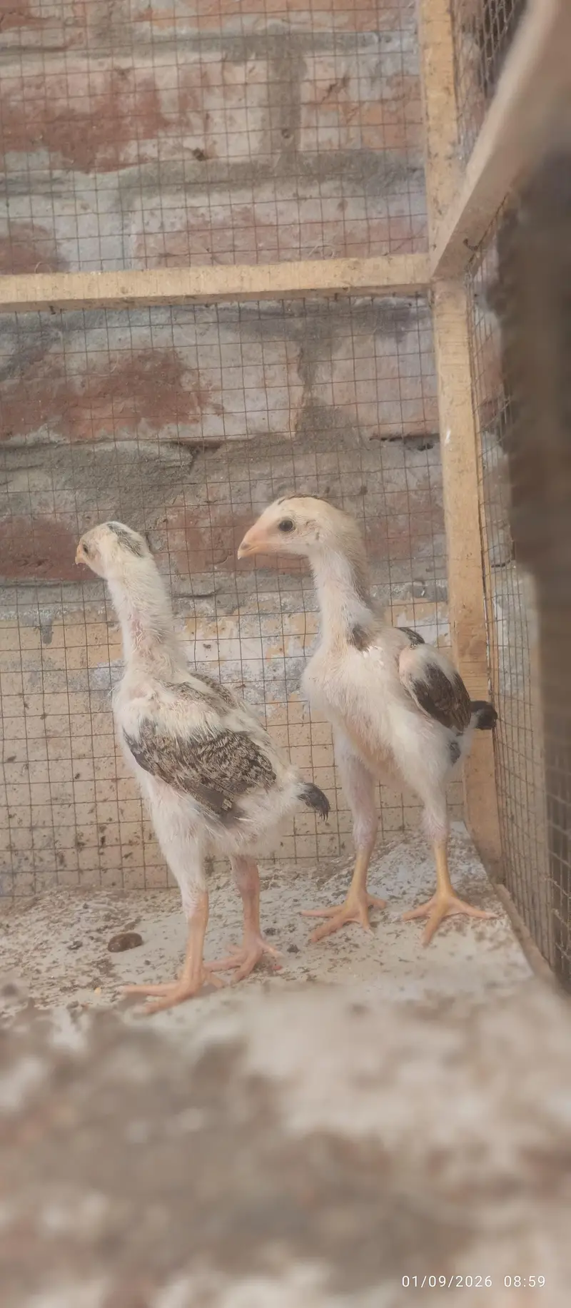 Japanese and Black shamo chicks for sale Rs, 6500 pair — photo 2