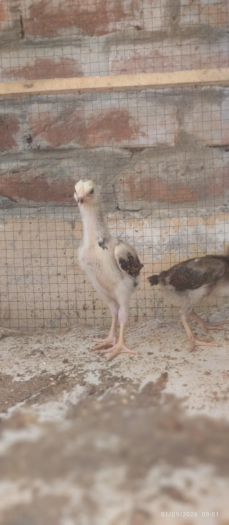 Japanese and Black shamo chicks for sale Rs, 6500 pair — photo 3