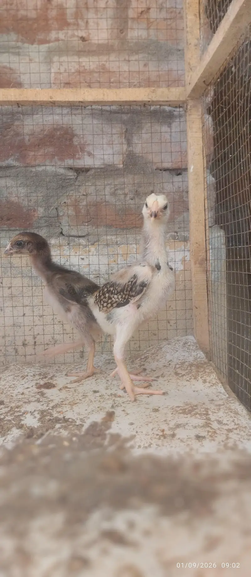 Japanese and Black shamo chicks for sale Rs, 6500 pair — photo 4