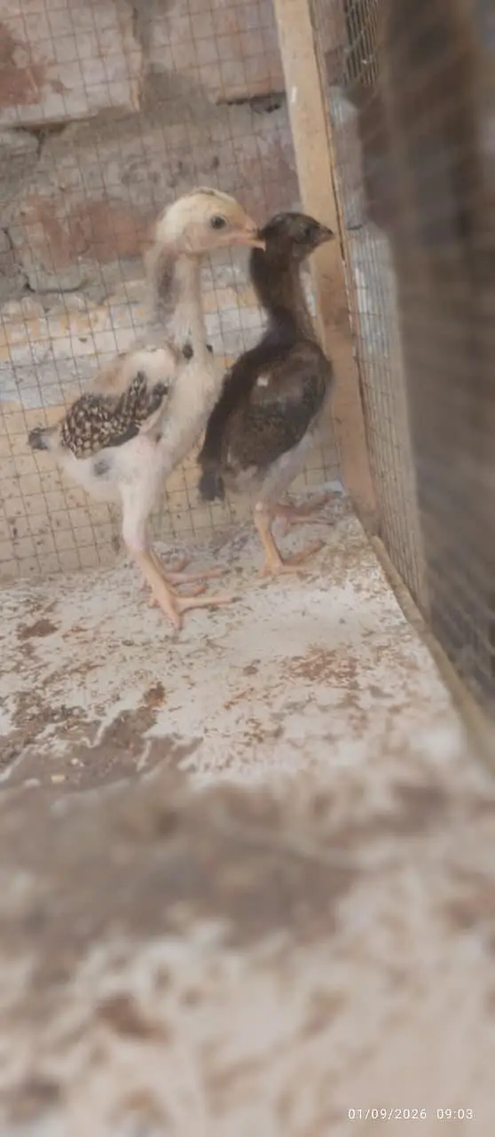Japanese and Black shamo chicks for sale Rs, 6500 pair — photo 5