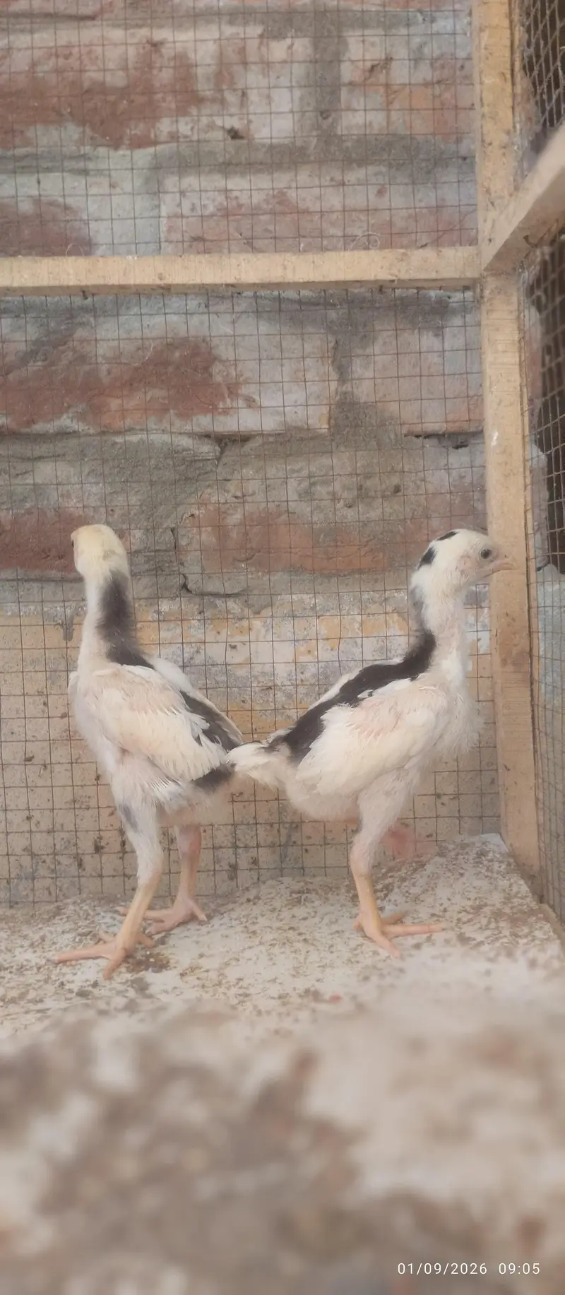 Japanese and Black shamo chicks for sale Rs, 6500 pair — photo 7