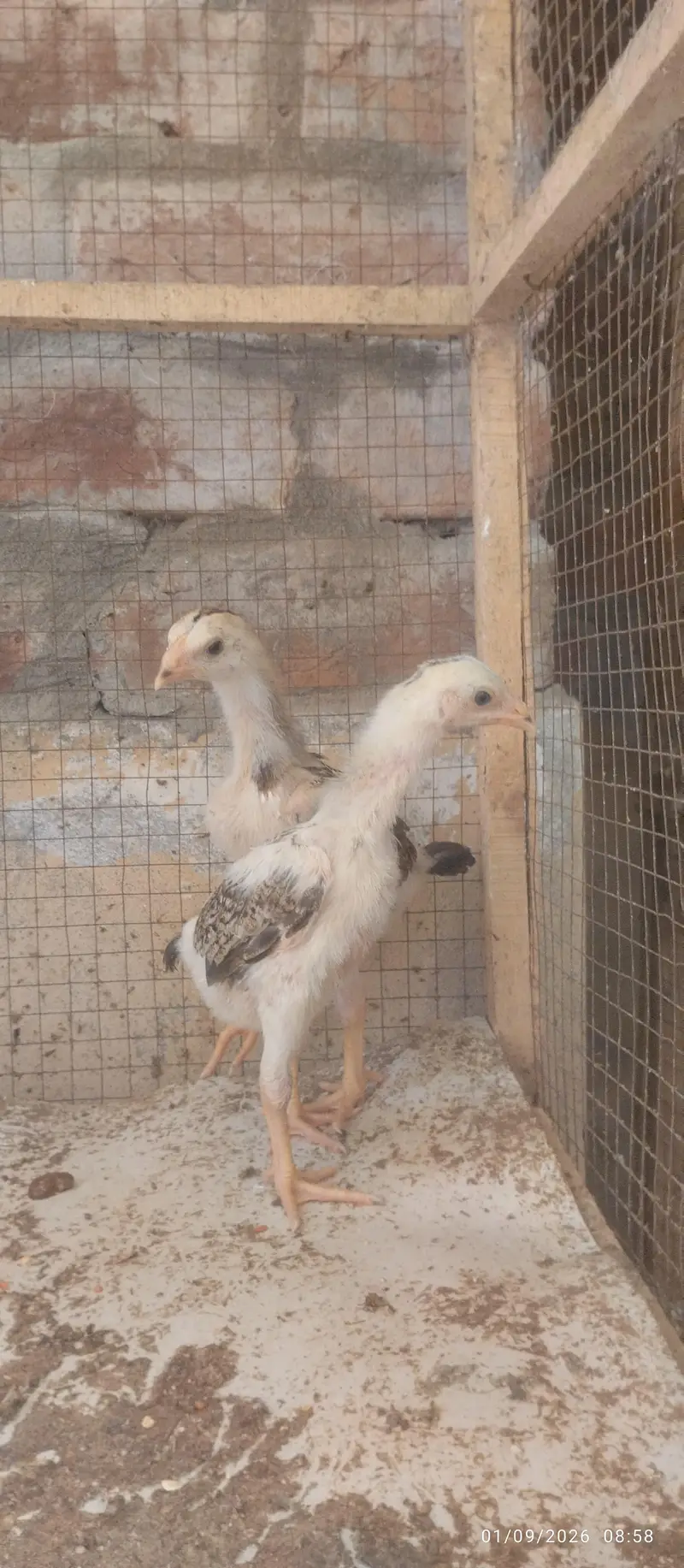 Japanese and Black shamo chicks for sale Rs, 6500 pair — photo 8