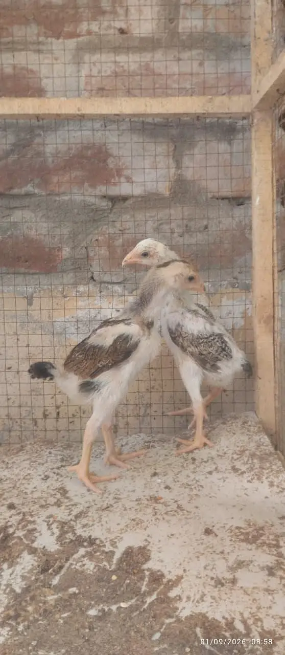 Japanese and Black shamo chicks for sale Rs, 6500 pair — photo 9
