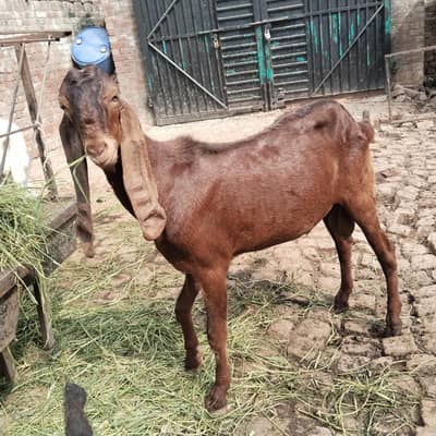 ناگرہ بریڈر فار سیل