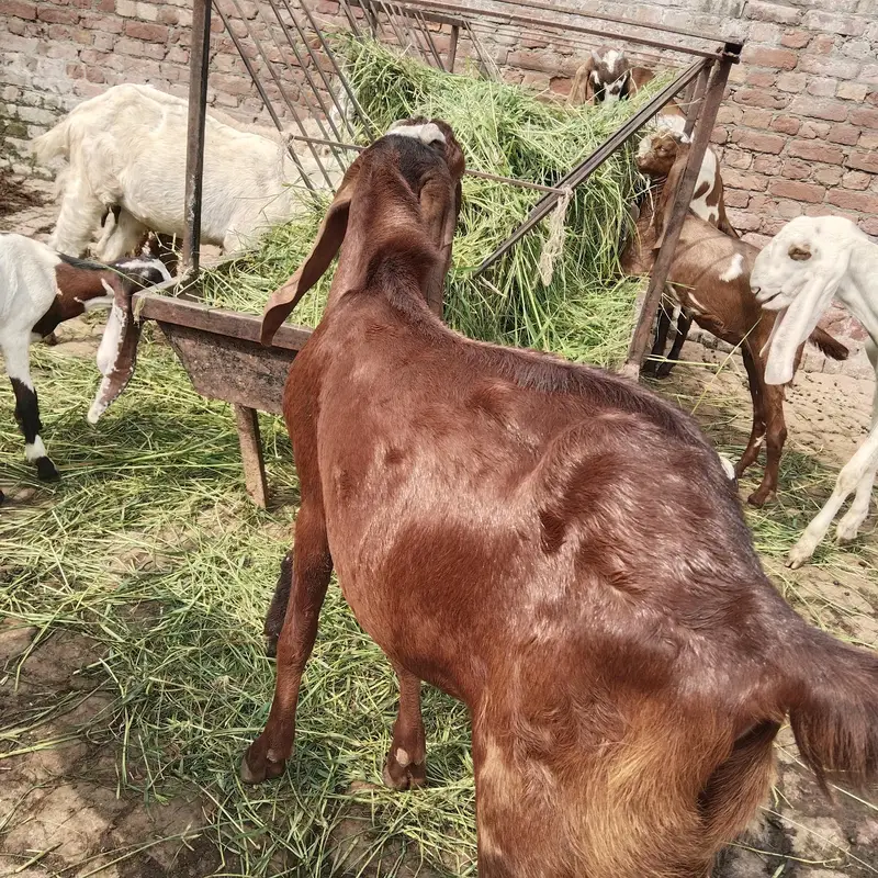 ناگرہ بریڈر فار سیل — photo 2