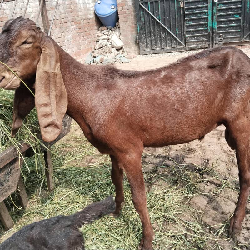 ناگرہ بریڈر فار سیل 2