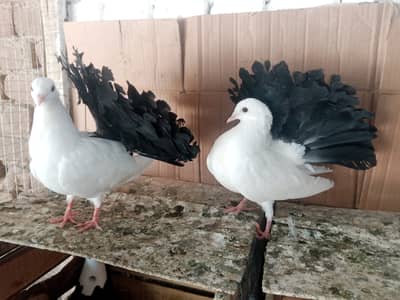 Black Lakky kabootar Fancy Pigeon Pair