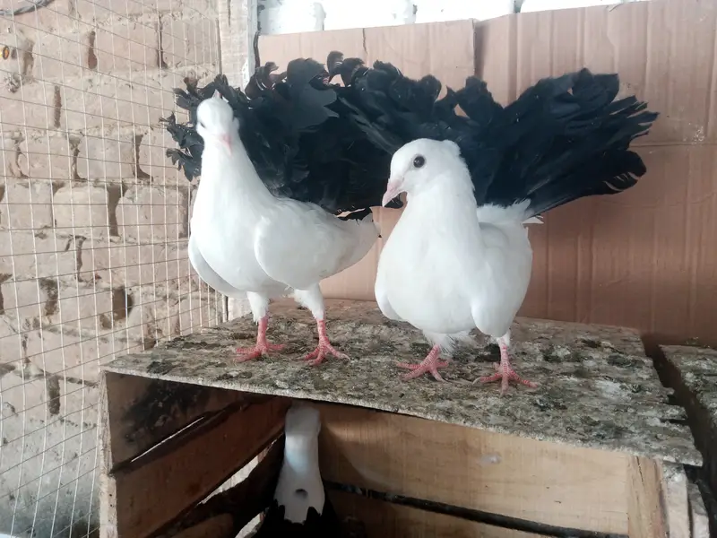 Black Lakky kabootar Fancy Pigeon Pair — photo 3