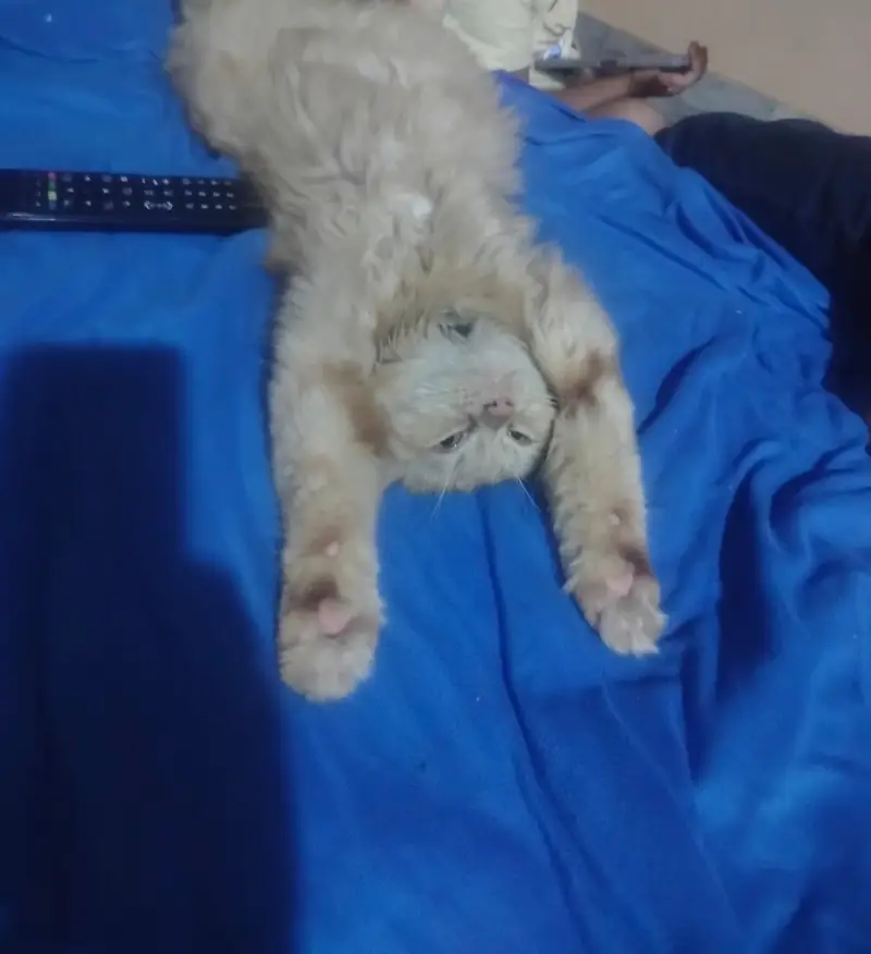 percian cat male ginger colour — photo 2
