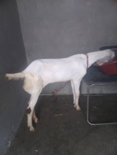 rajanpori kanj bakra for sale