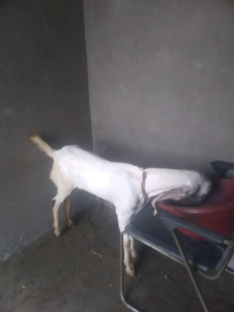 rajanpori kanj bakra for sale — photo 2
