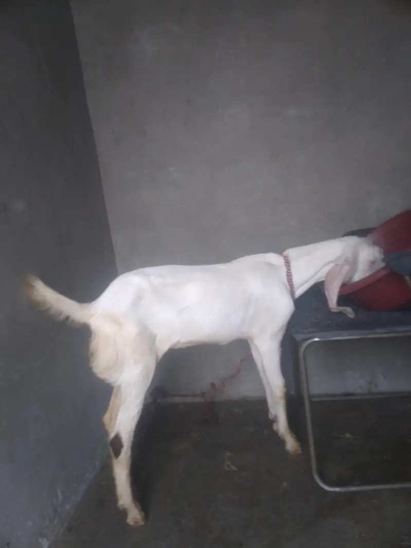 rajanpori kanj bakra for sale — photo 3
