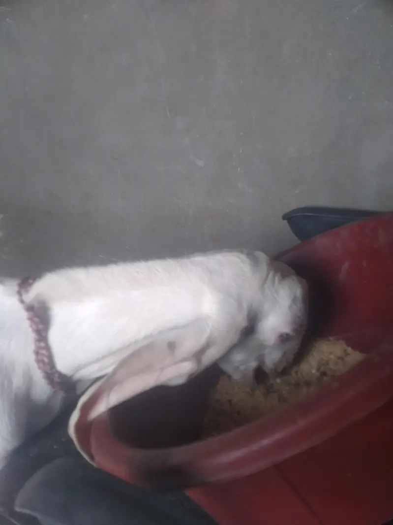 rajanpori kanj bakra for sale — photo 4
