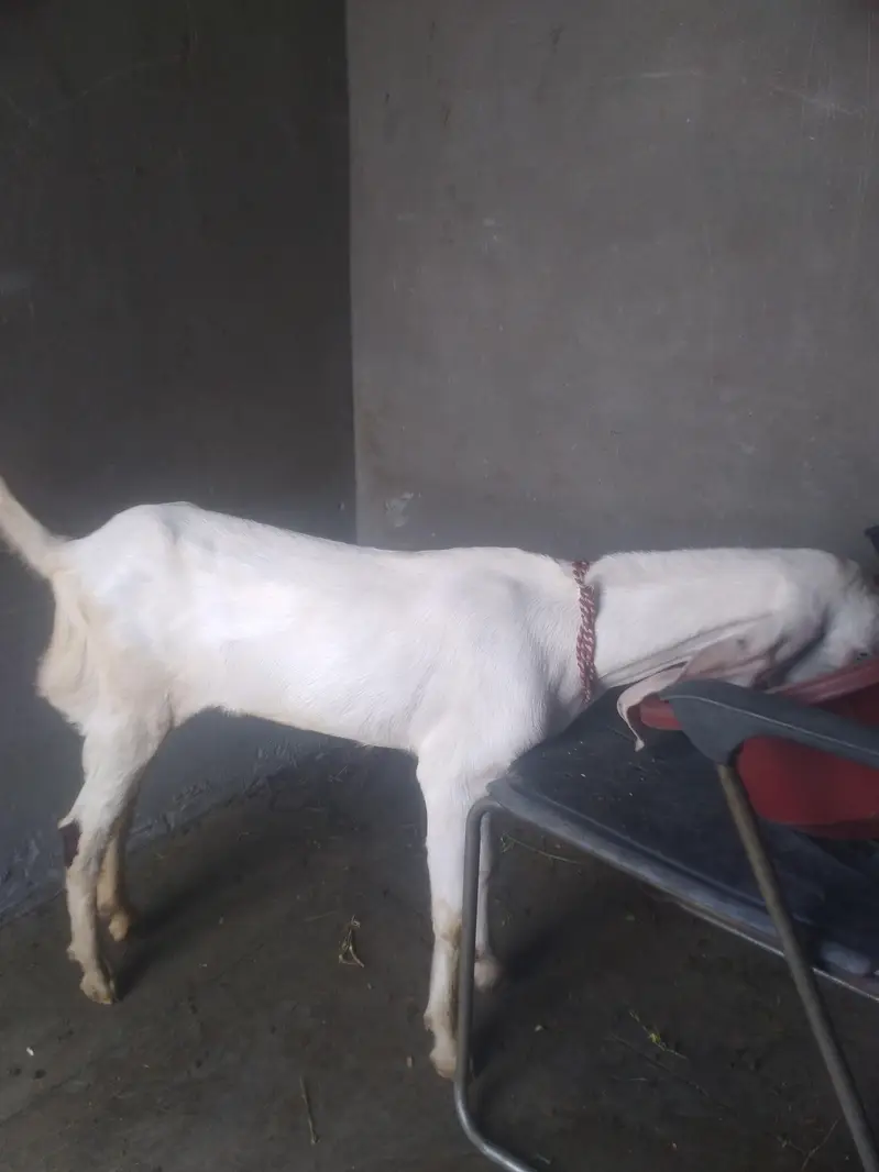 rajanpori kanj bakra for sale — photo 5
