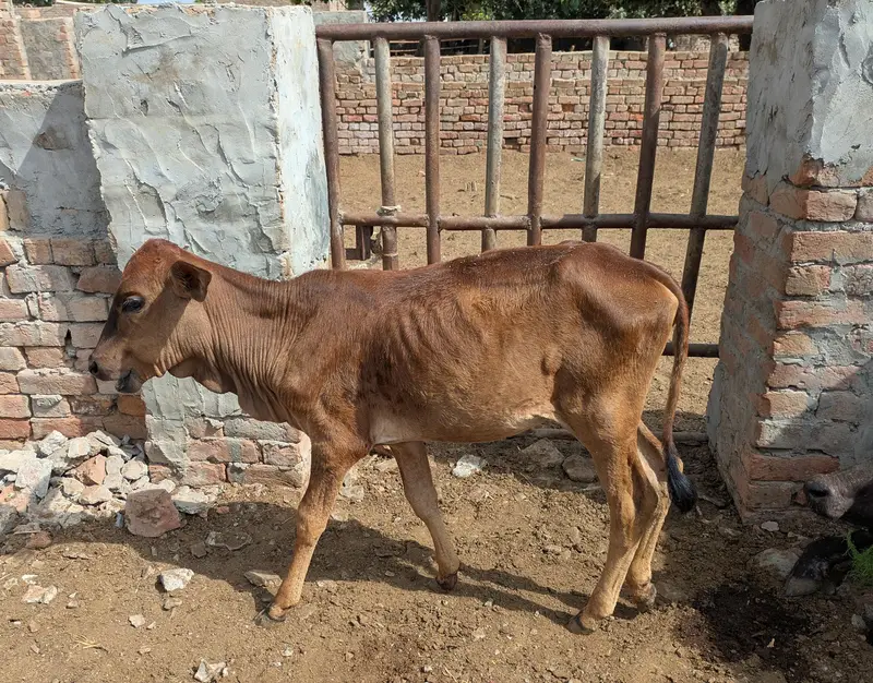 فرسٹ ٹائمر منہ سے دوندی نیچے بچھڑی ایک ماہ کی سوئی ہوئی اٹھ کلو دودھ — photo 2