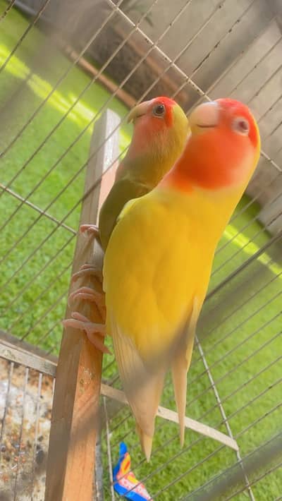 Love Birds