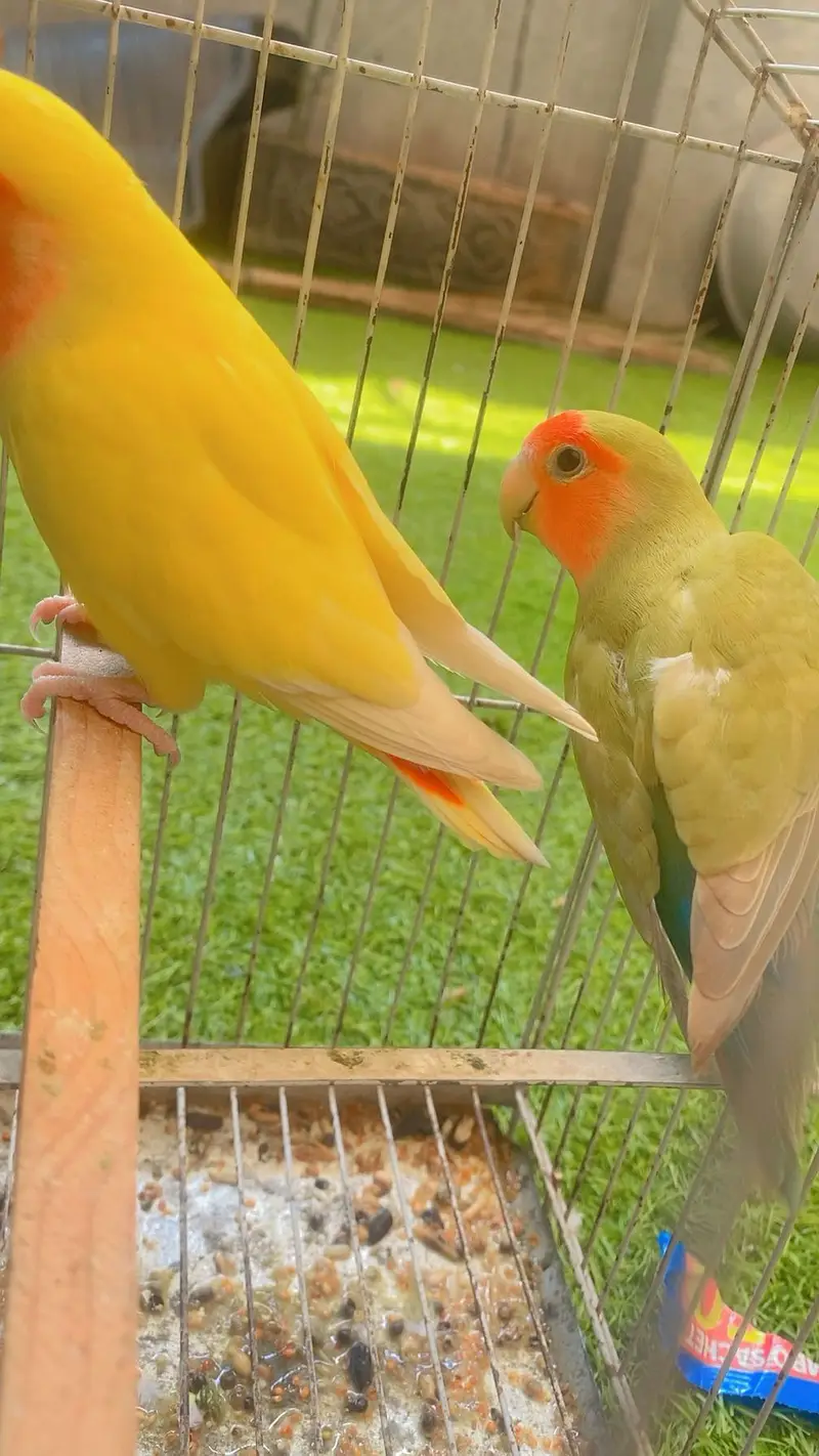 Love Birds — photo 2