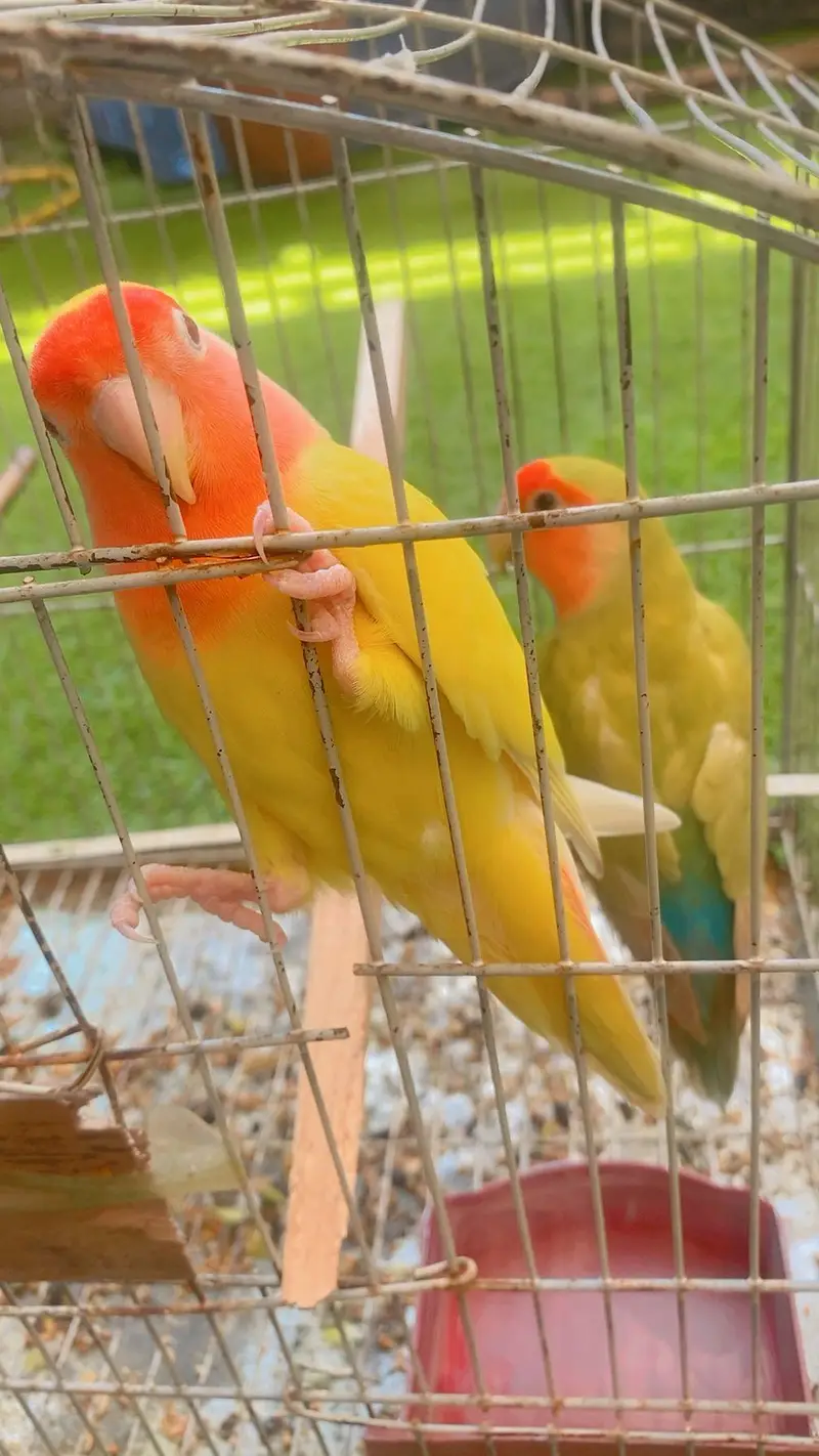 Love Birds — photo 3