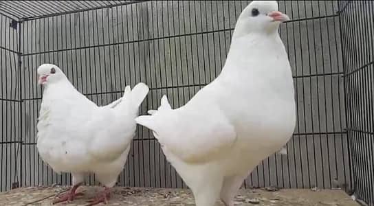 quality fancy pegion