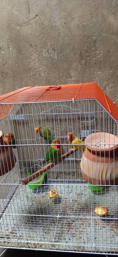 lovebirds 2 pair Hain aur bara cage hai krna hai 5000