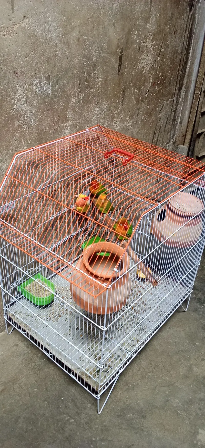 lovebirds 2 pair Hain aur bara cage hai krna hai 5000 — photo 2