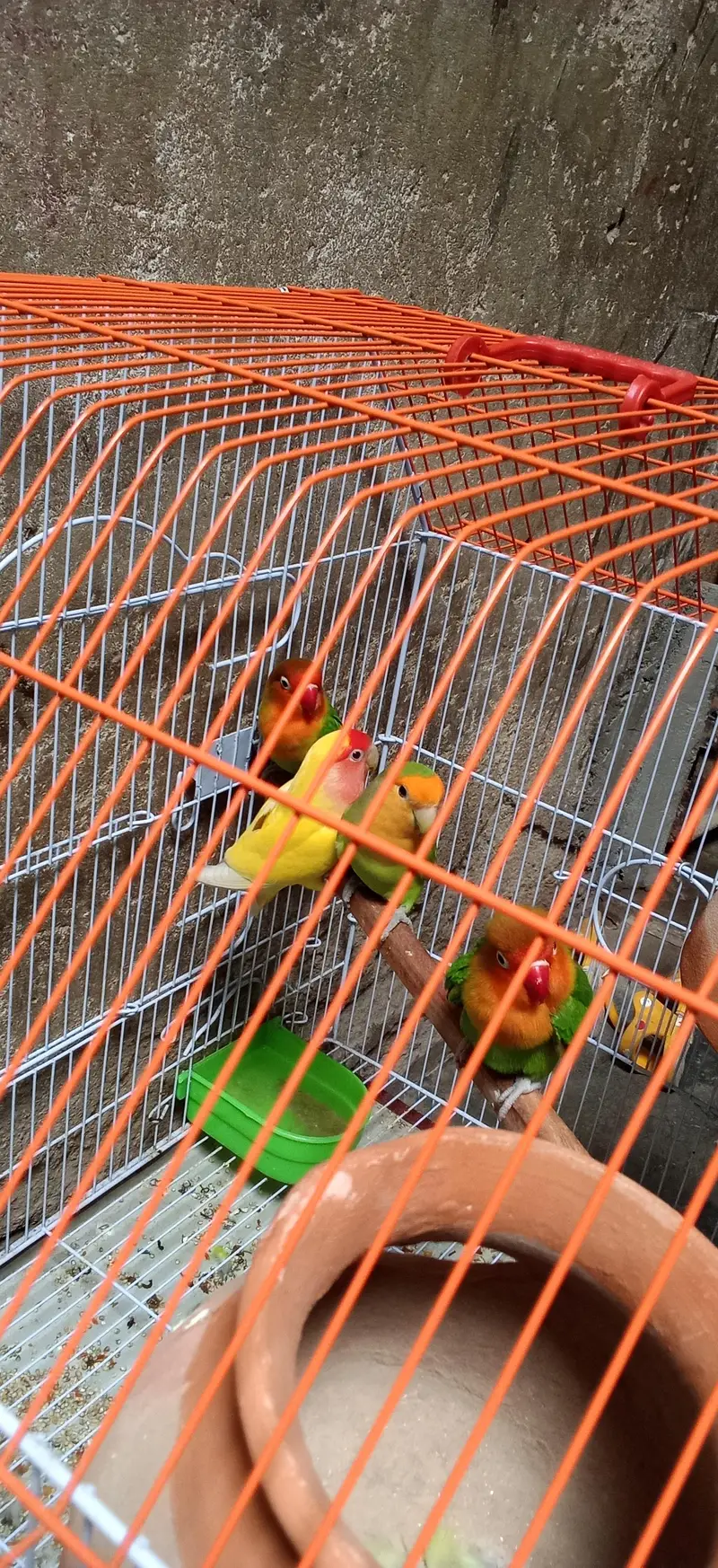 lovebirds 2 pair Hain aur bara cage hai krna hai 5000 — photo 3