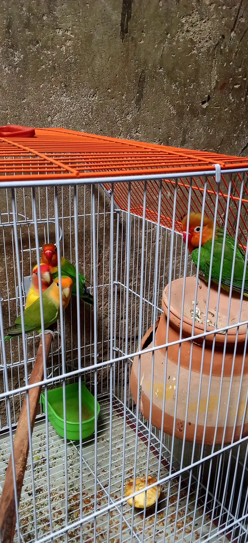 lovebirds 2 pair Hain aur bara cage hai krna hai 5000 — photo 4