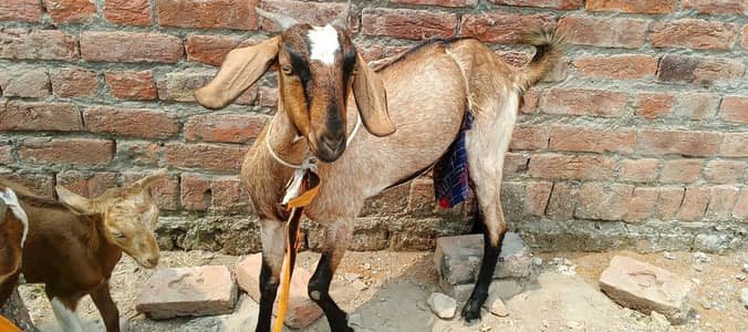bakri with baby