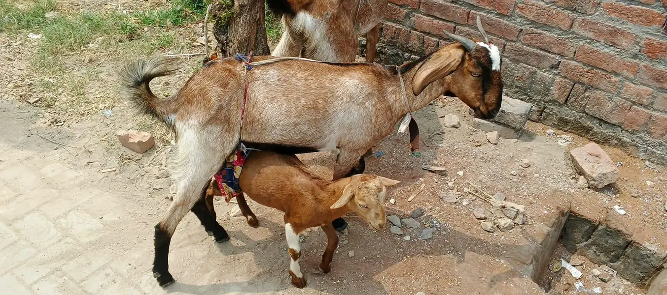 bakri with baby — photo 2