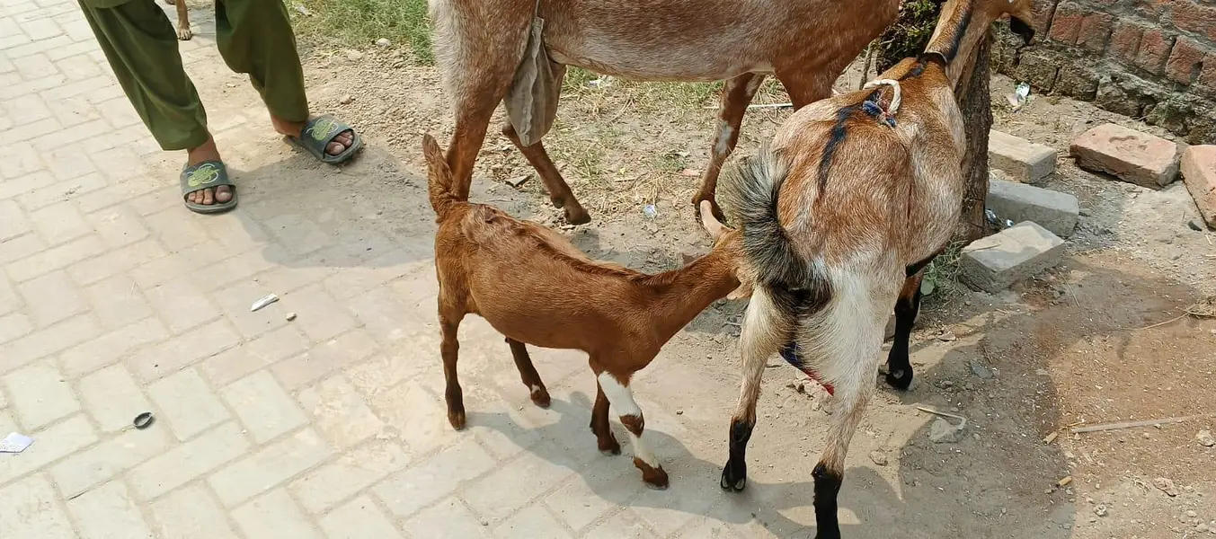 bakri with baby — photo 3