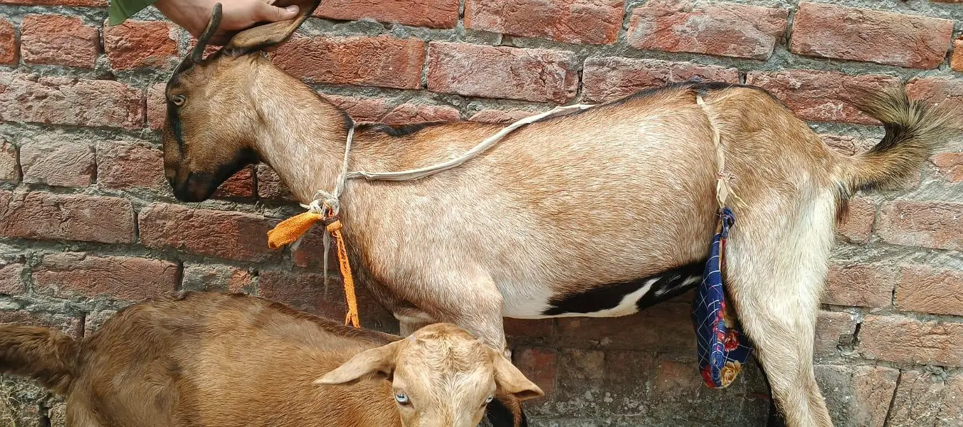bakri with baby — photo 4