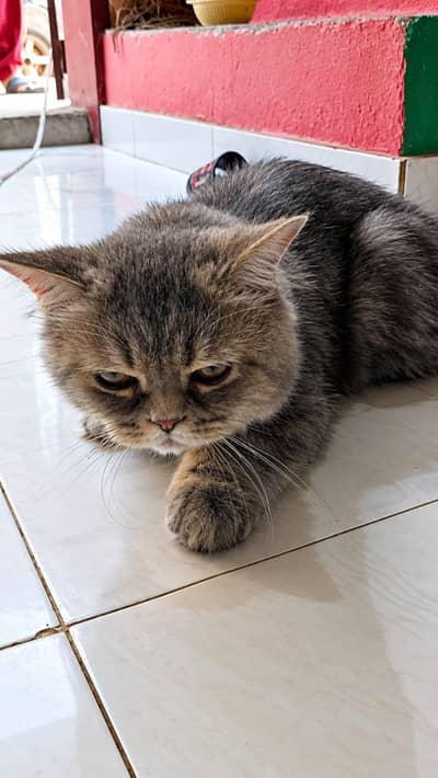 British shorthair