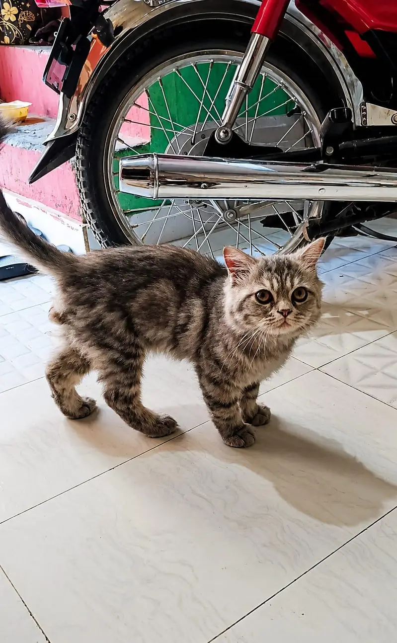 British shorthair — photo 2