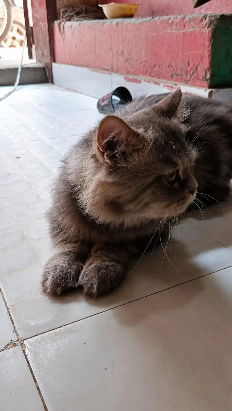British shorthair — photo 3