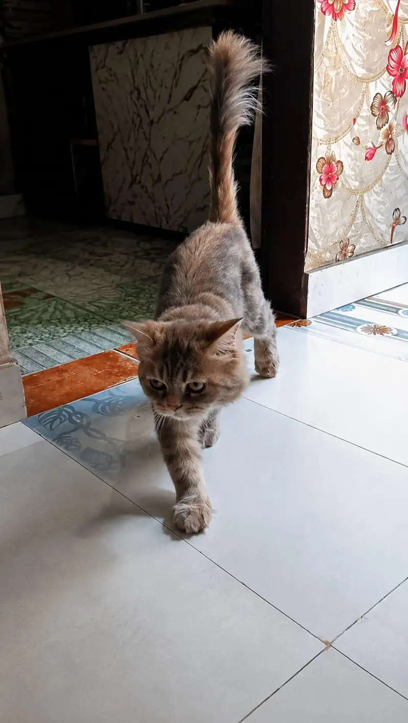 British shorthair — photo 4